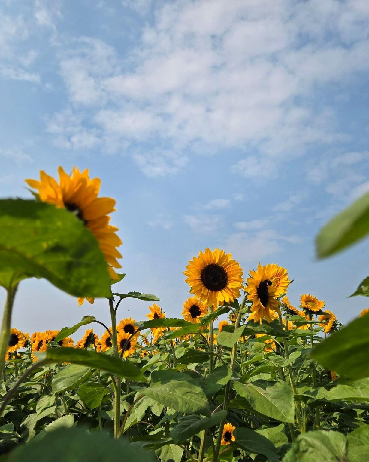 Flowers standing in a field near the studio