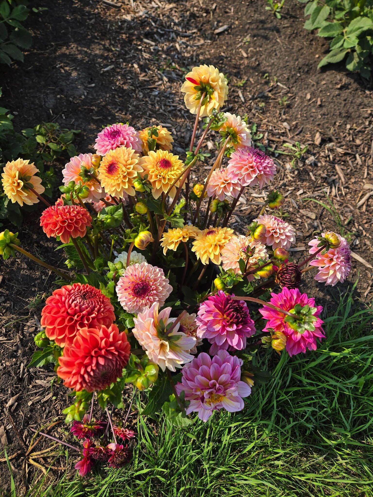 Loose seasonal dahlia bouquet laid on the grass