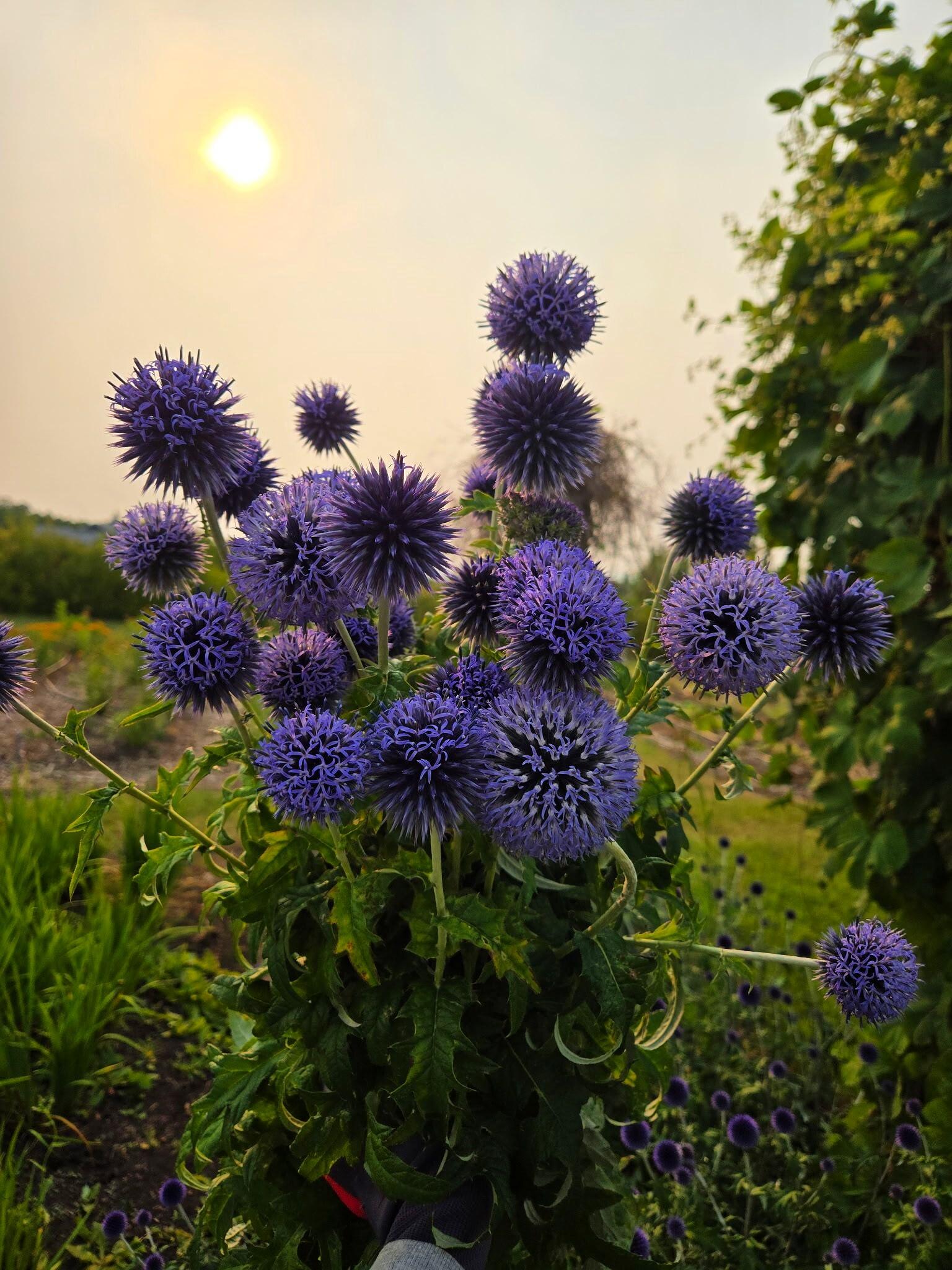 Globe thistle in the field at sunset